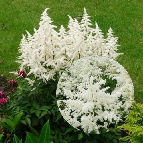 Astilbe japonica 'Gladstone' - Jaapani astilbe 'Gladstone' P9/0,55L 